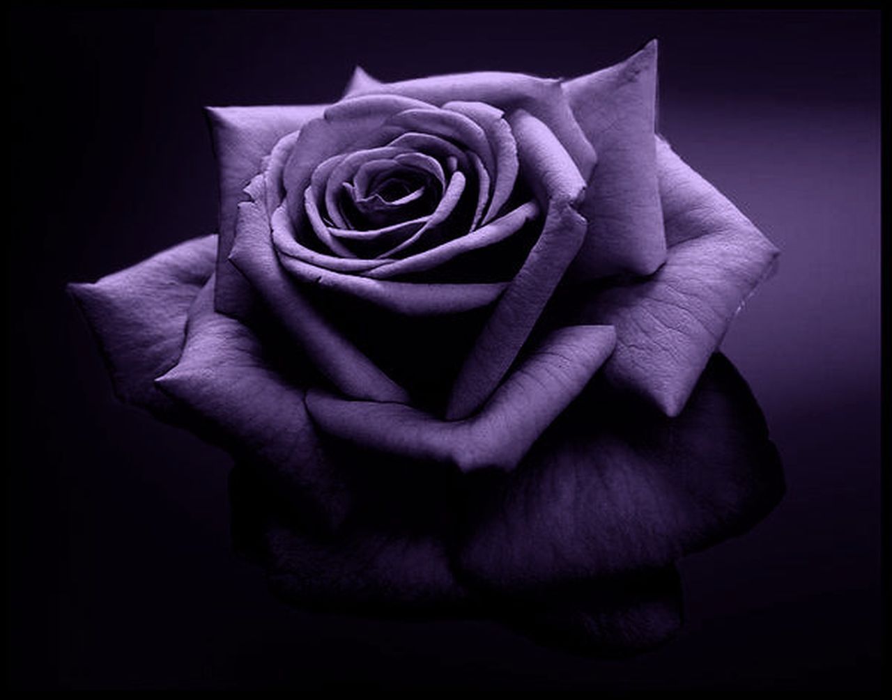 Decent Image Scraps: Purple Rose