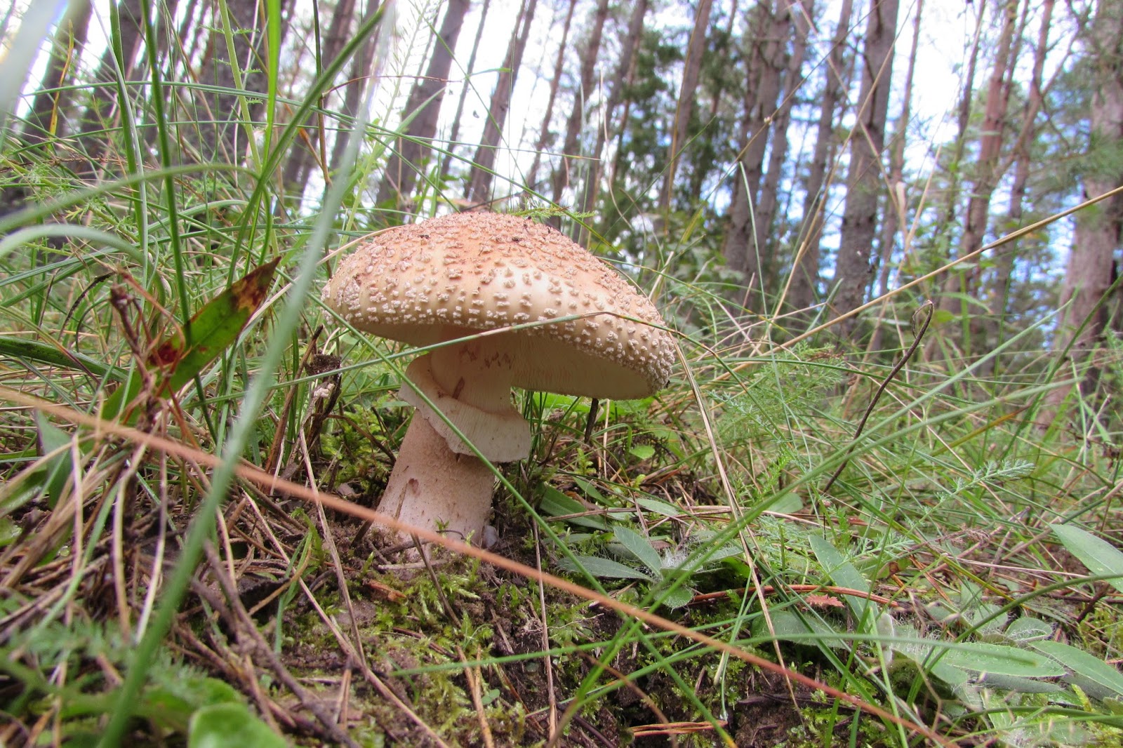 Съедобные грибы Псковской