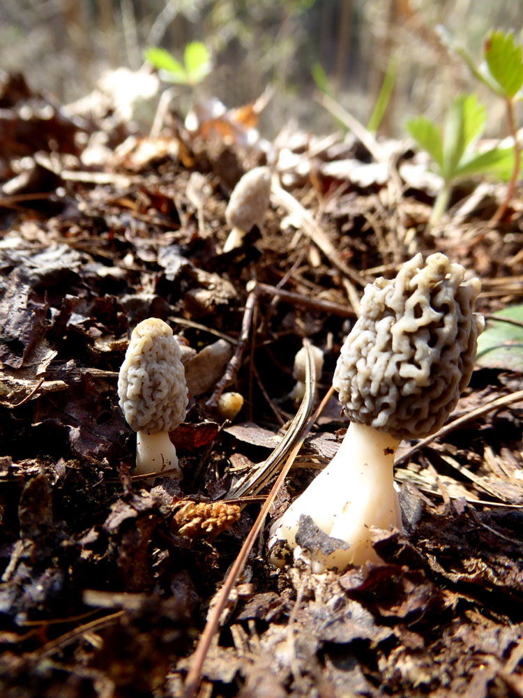 The Enchanted Tree Morel season!