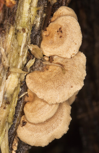 Panellus stipticus, Bitter Oysterling. Hayes Common, 28 October 2015. Panellus stipticus, Bitter Oysterling. Hayes Common, 28 October 2015.