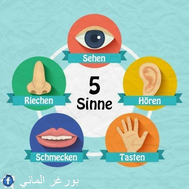 الحواس الخمس : die fünf Sinne