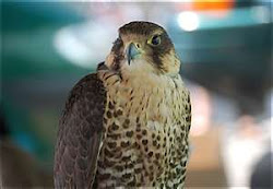prey birds devon bird sweet springwatch bbc festival unknown posted eagles