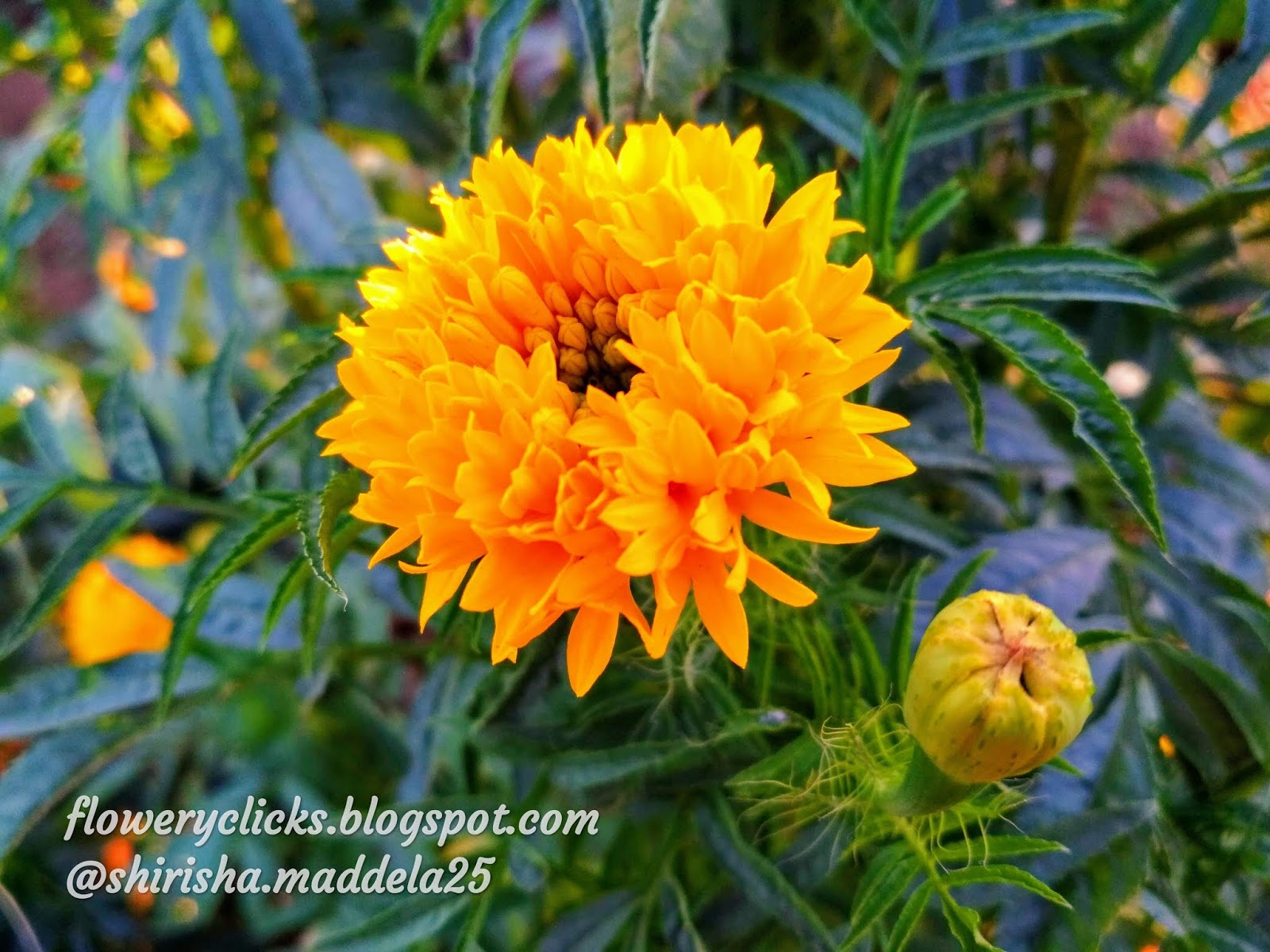 Tagetes Erecta / Mexican Marigold (Mari gold flower)Banthi puvvu( ముద్ద