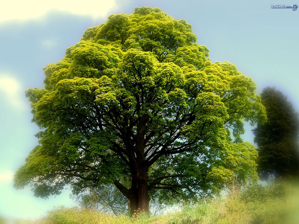 image wallpapers: Best Tree Nature Wallpaper