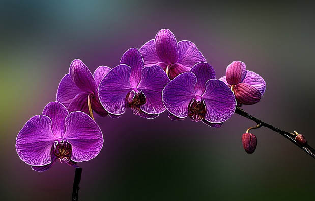 Mengenal Anggrek  Ungu  Dendrobium phalaenopsis Gambar 