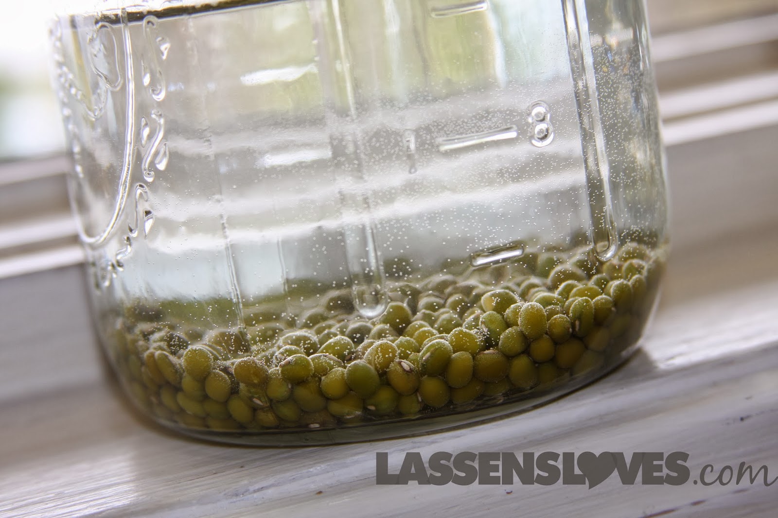 DIY+sprouting, How+to+grow+sprouts