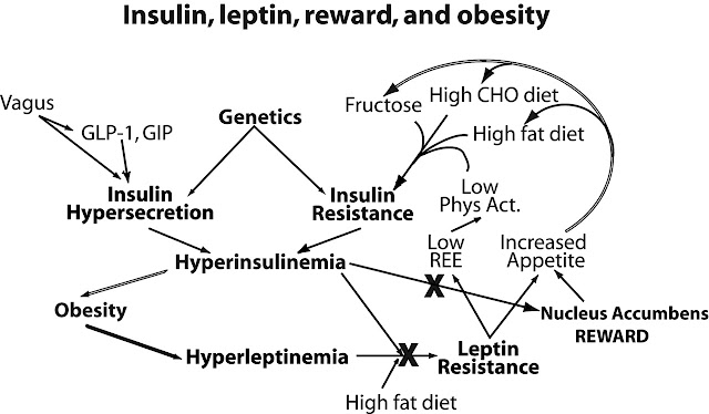 Resistensi Insulin dan Resistensi Leptin PCOs Resistensi Insulin dan Resistensi Leptin PCOs