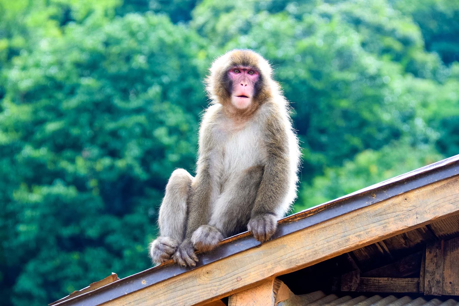 iwatayama monkey park