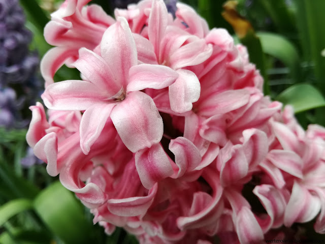 różowy hiacynt