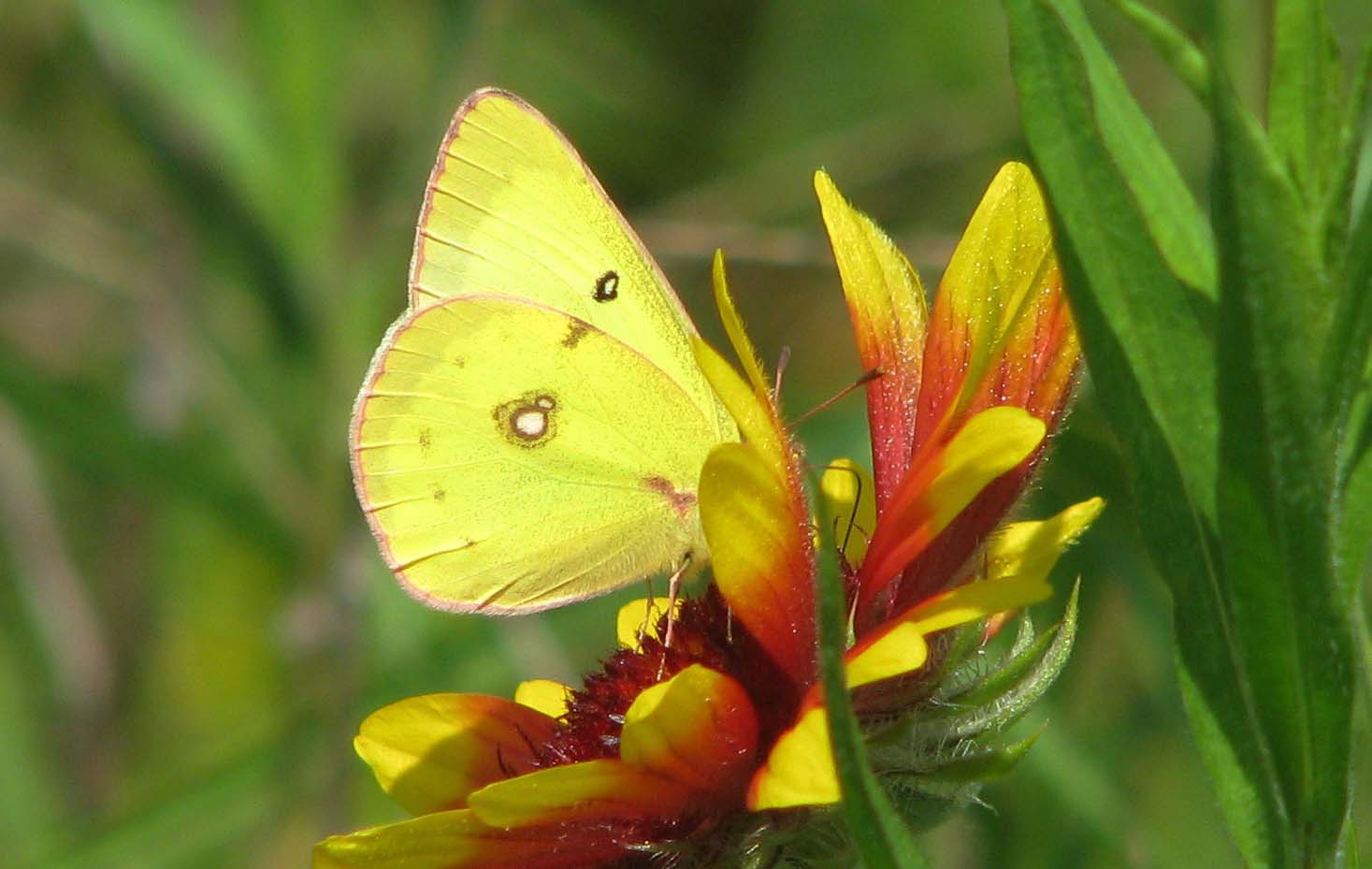 Butterflying with Audubon The 2016 Rhode Island Butterfly Report Has