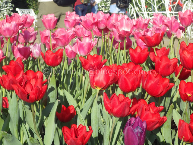 Zhongshe flower market taichung tulips