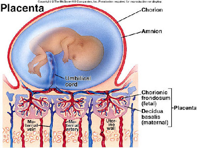 Kamus Istilah Biologi: Chorion (Korion)