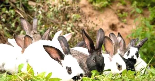 THE STORY OF THE ARMY OF RABBITS | story