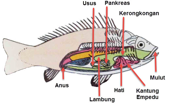 Fish Body Organs and Their Functions ~ Schoolash