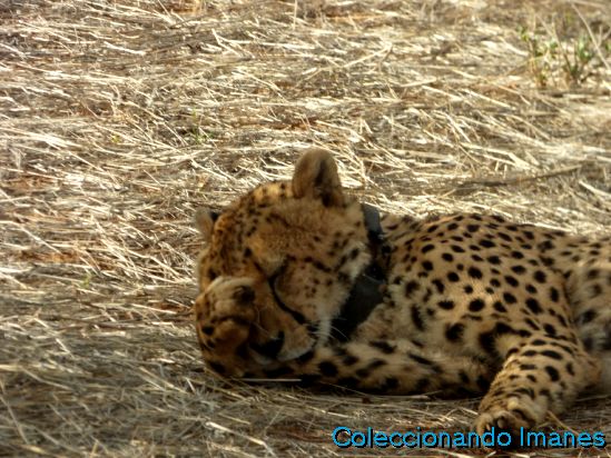 Reserva privada de Erindi - Namibia - Foro África del Sur