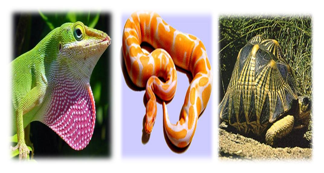 El Mundo Reptil agosto 2012