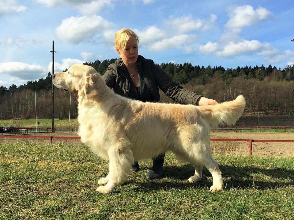 NonStop Golden Retriever Kennel