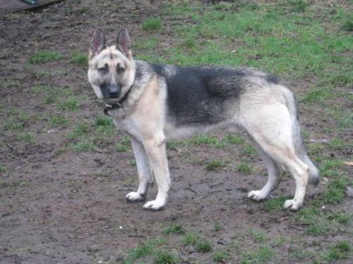 Silverback German Shepherd | Dog German Shepherds