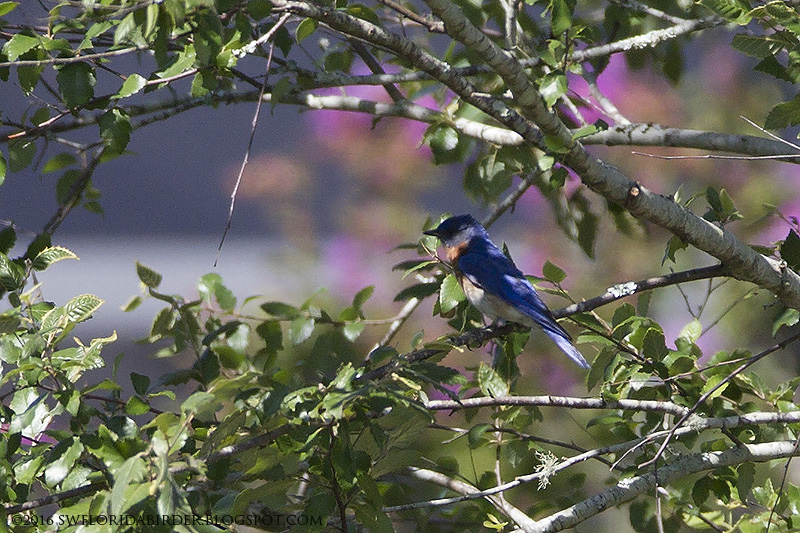 Mississippi Kites and Lake Apopka Wildlife Drive Focusing on Wildlife