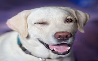 Labrador bianco