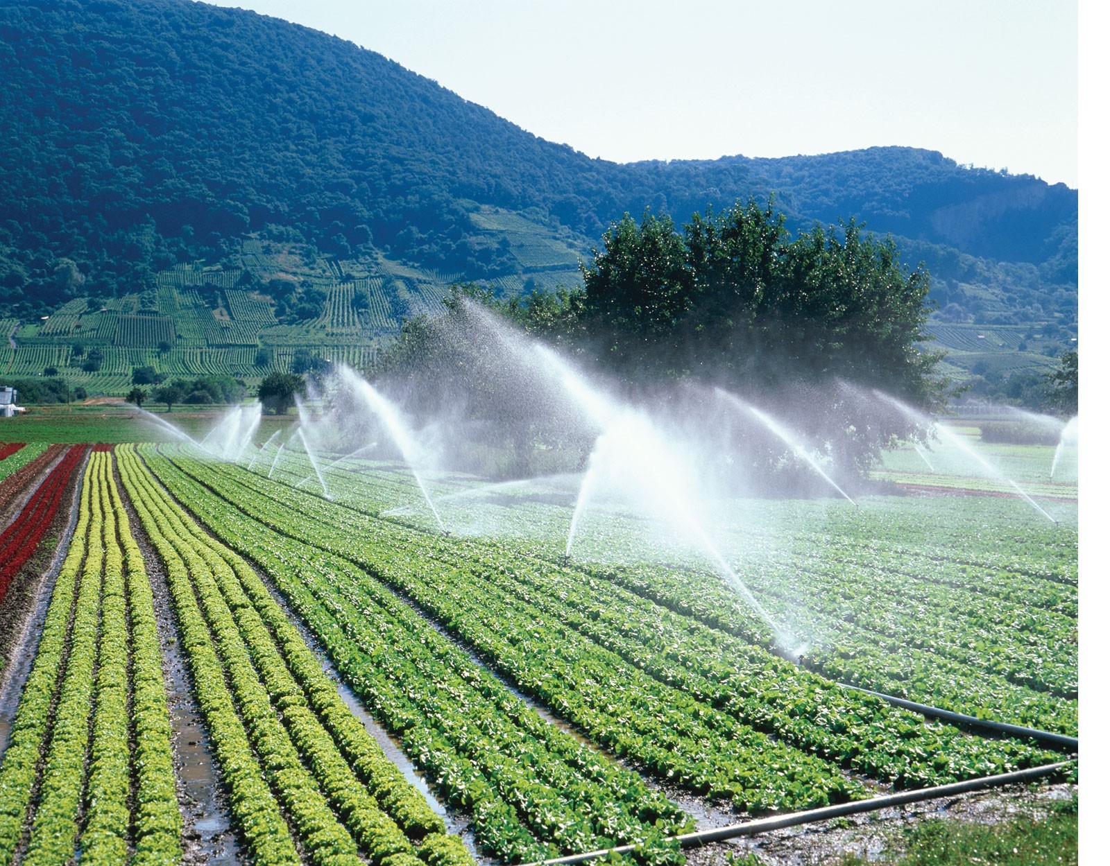 Chen Gai France ) agriculture productiviste