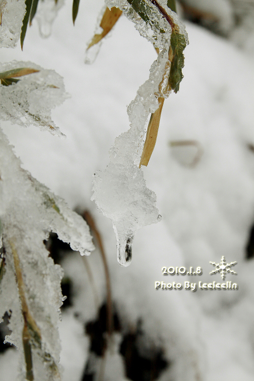 南投合歡山下雪