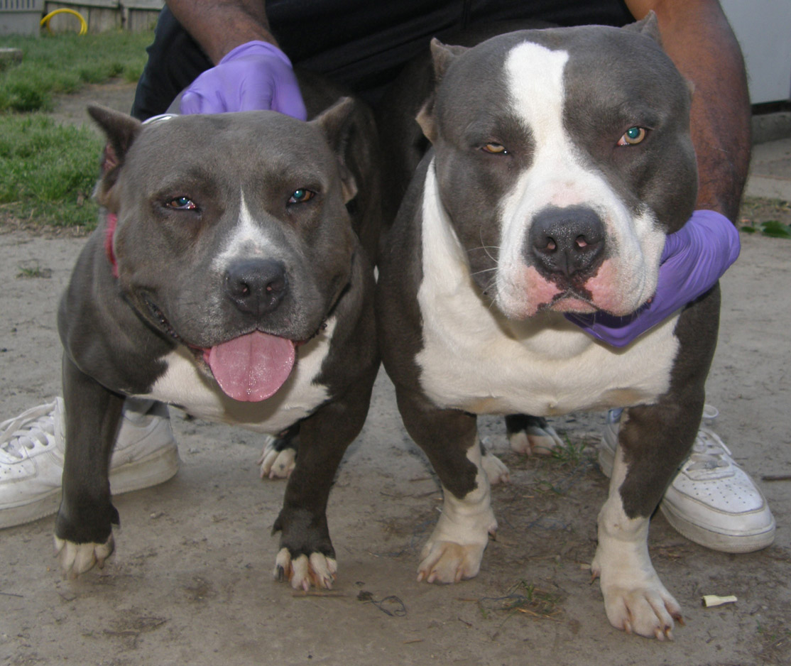 about pitbull breed: Information about PITBULL DOGS