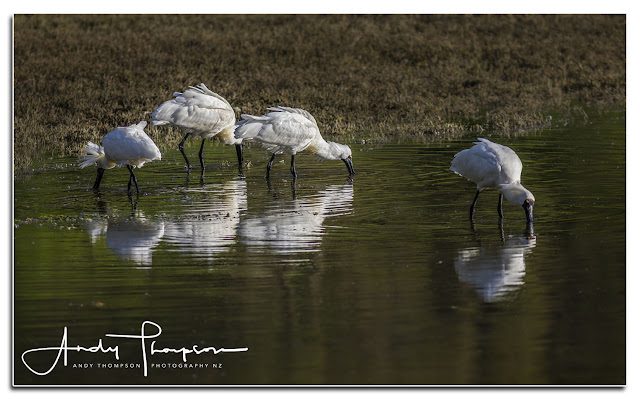 http://www.andythompsonphotographynz.co.nz/