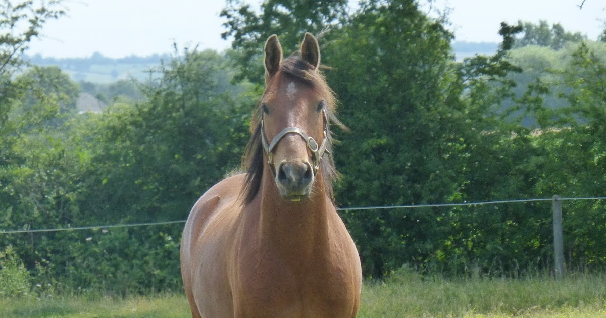 Horse Life and Love The Sounds that Horses make!!