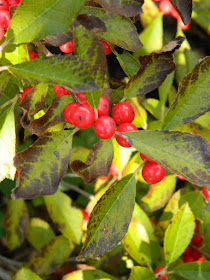 Ilex verticillata Nana Winterberry autumn berries Toronto Botanical Garden by garden muses-not another Toronto gardening blog