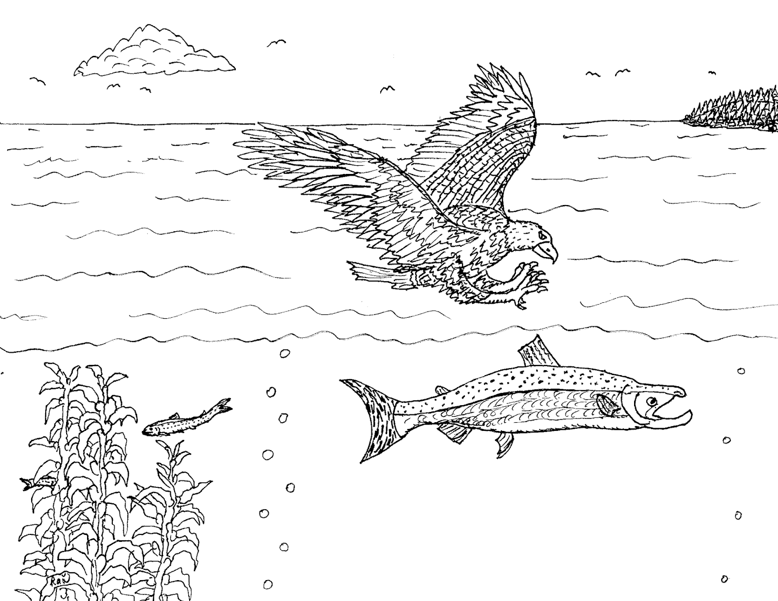 Bald Eagle Catching Fish Coloring Page Sketch Coloring Page