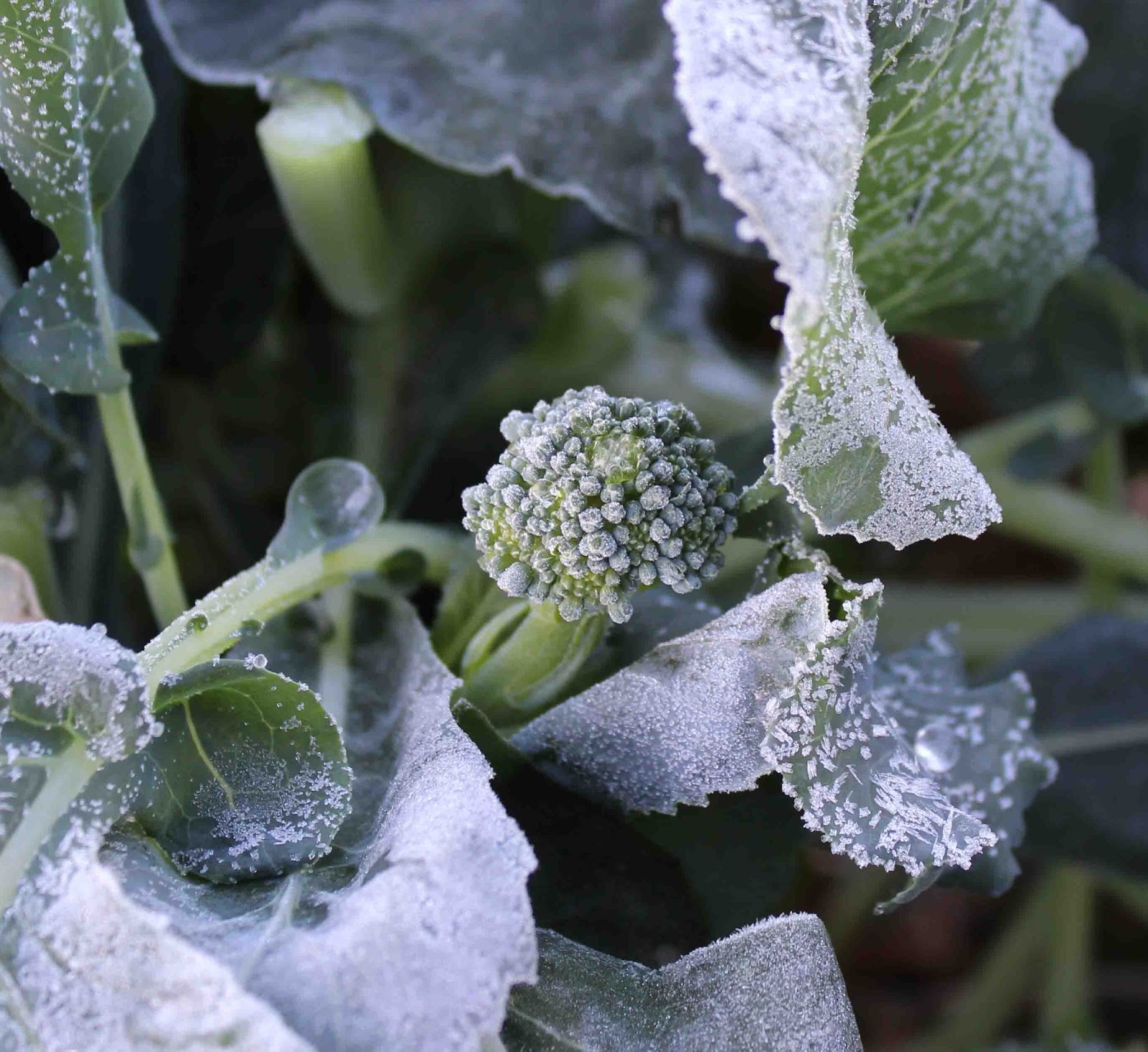 The Gardening Me First Frost