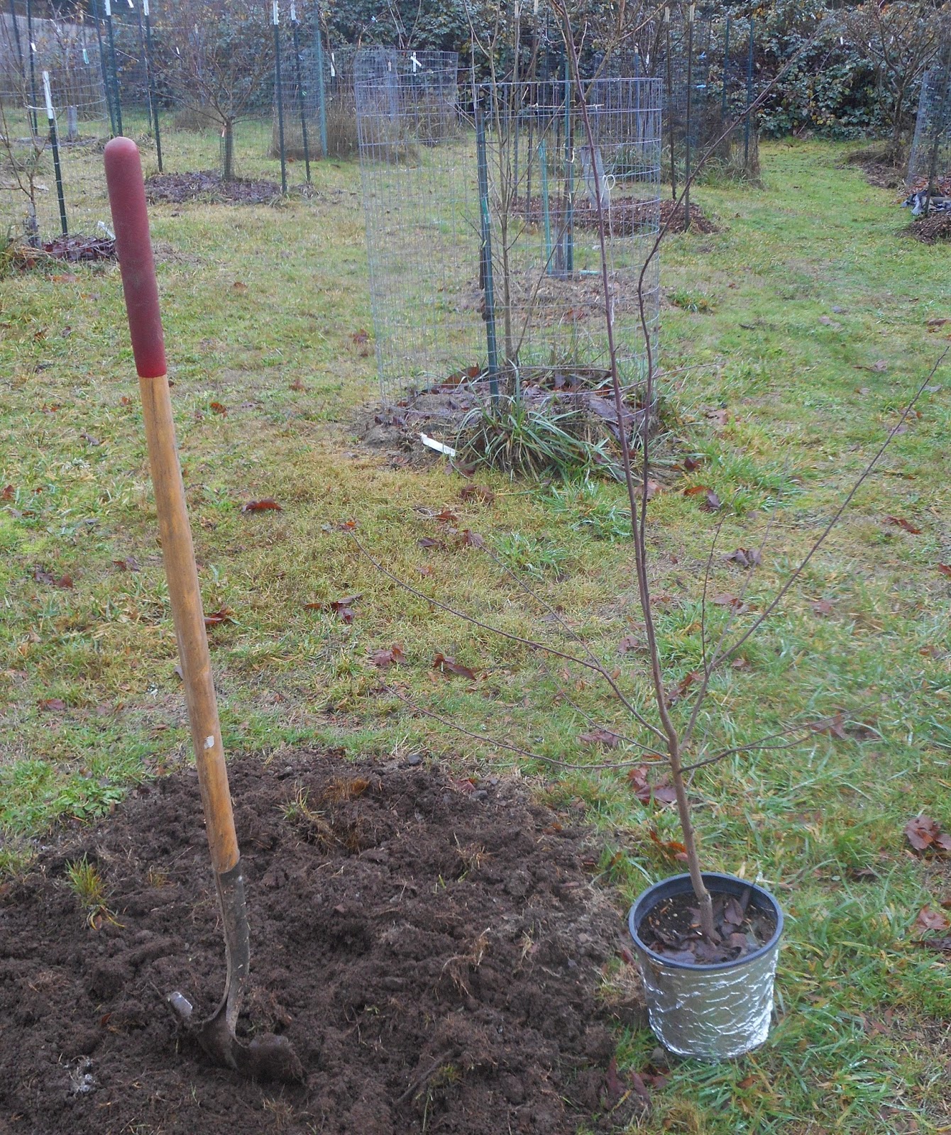 Высаживание саженцев яблони. Посадка саженцев плодовых деревьев весной груши. Посадка саженца. Саженцы весной. Где сажать саженцы.