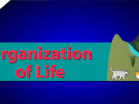 Organisasi Kehidupan Organisasi Kehidupan