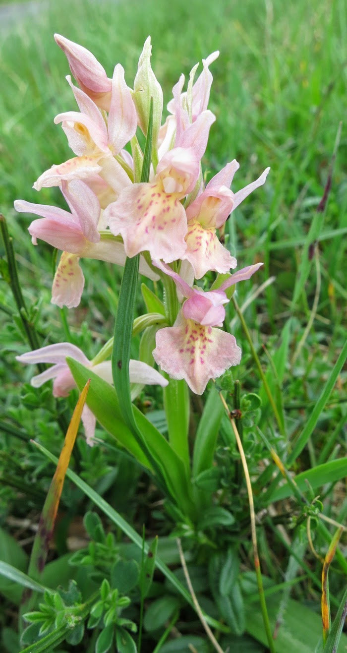 orchis sureau rose orchis sureau rose