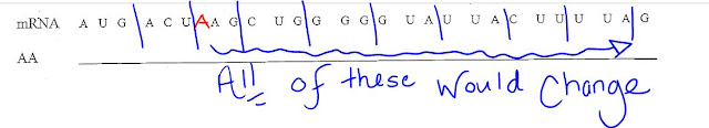 EC Honors Biology: Wrap up translation - into mutations