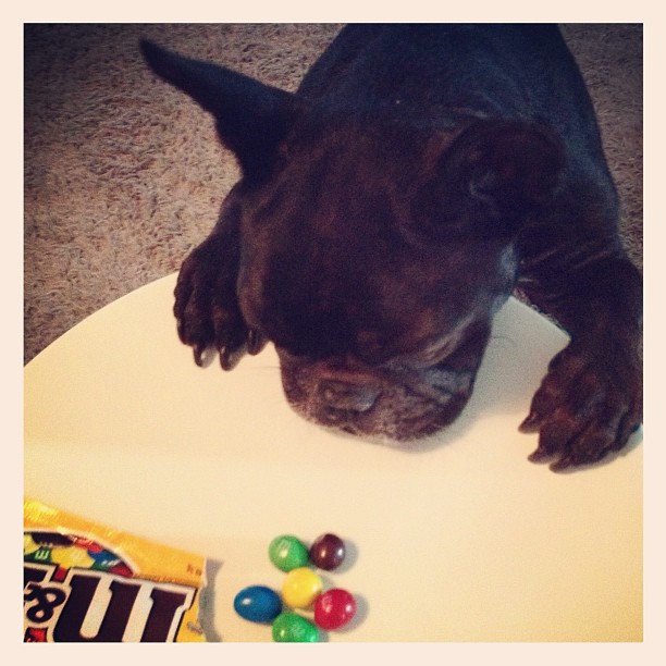 LeRoy, French Bulldog, Hungry Hungry Hippo