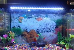 Jenis Ikan Pemakan Lumut Aquarium Air Tawar Aquarium Air Laut