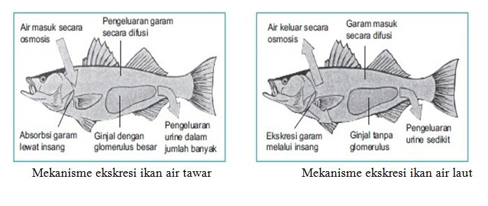 Sistem Ekskresi Pada Ikan Air Tawar