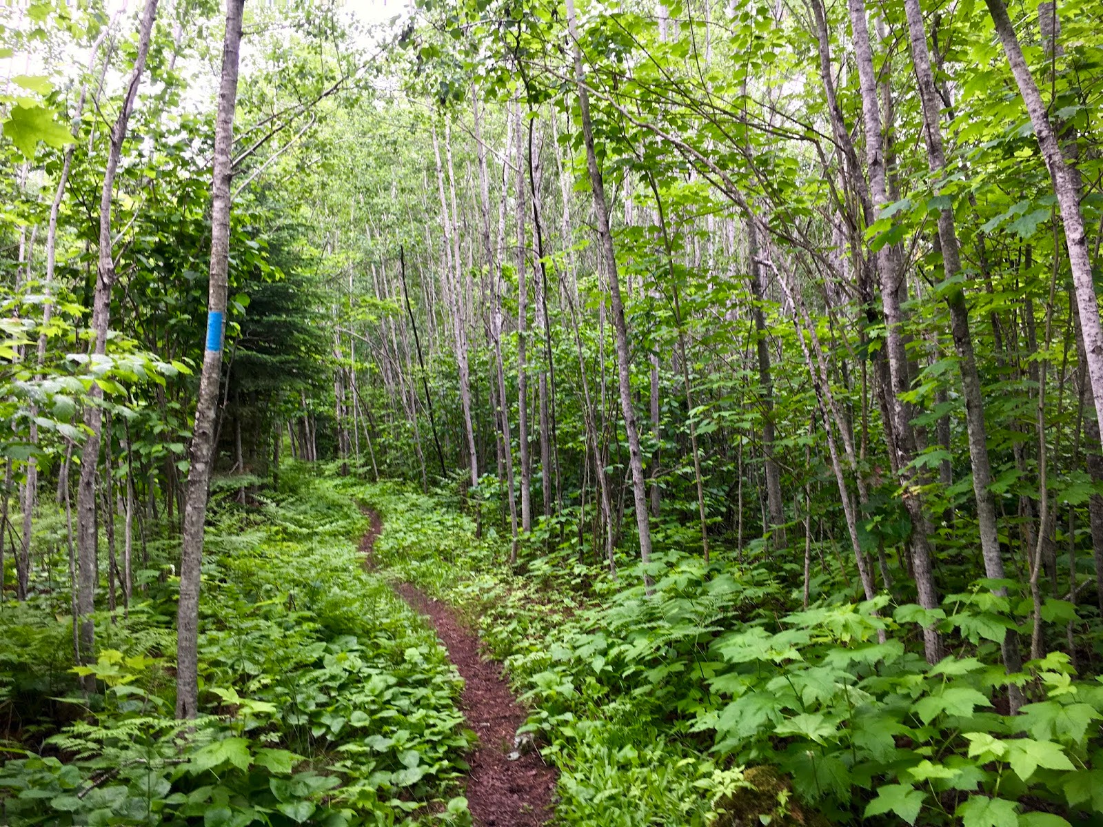 An Epic Ice Age Trail Adventure Day 16 Cascade River to Grand Marais