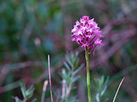 Orquídia a les Costes de Malagarriga