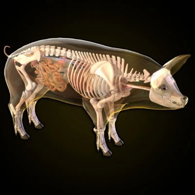 imagens-3d-anatomy-anatomia-veterinaria-veterinary-animal-swine