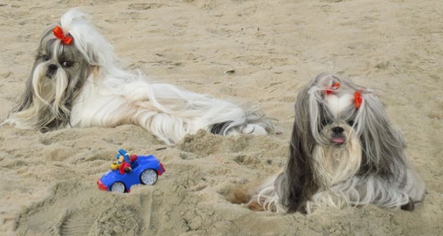 Pousada em ilhabela que pode levar seu Shih Tzu