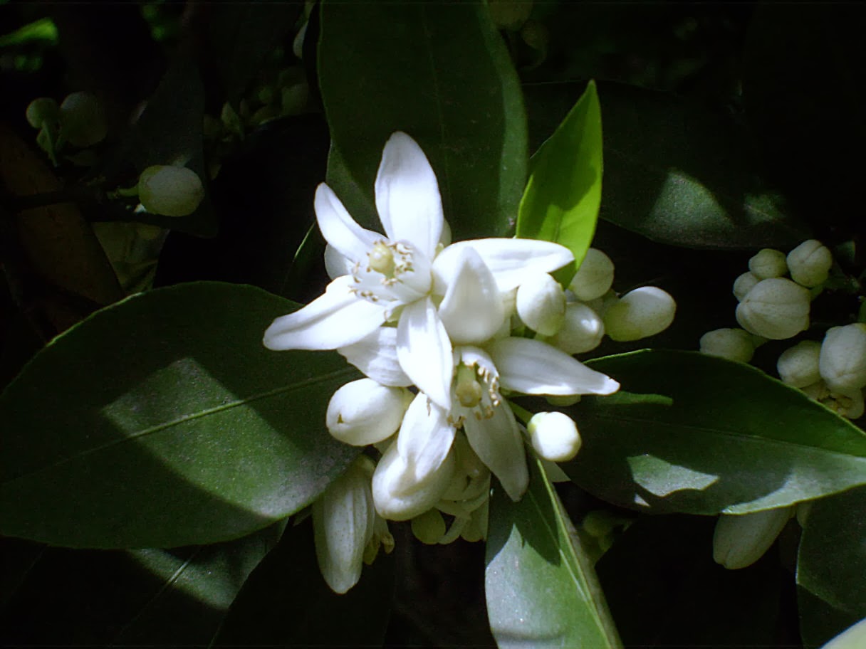 How is Orange Blossom Honey Harvested?