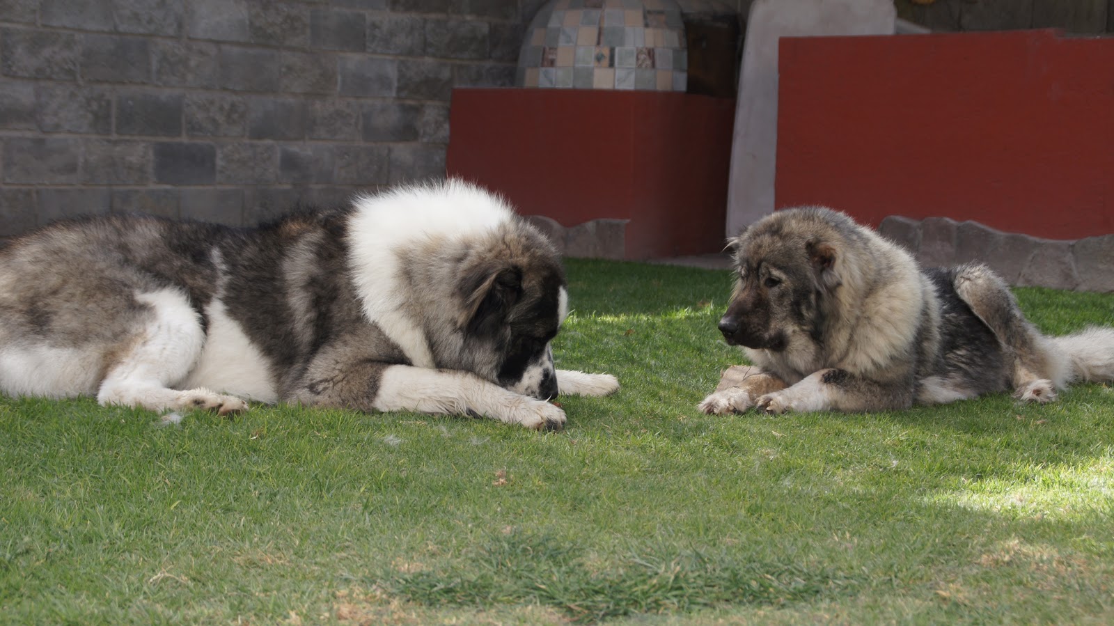 Pastor del Cáucaso en Puebla México