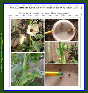 Scottys backyard Kenaf Growing Experiment Seed Production Kenaf Seeds from plants grown in Missouri
