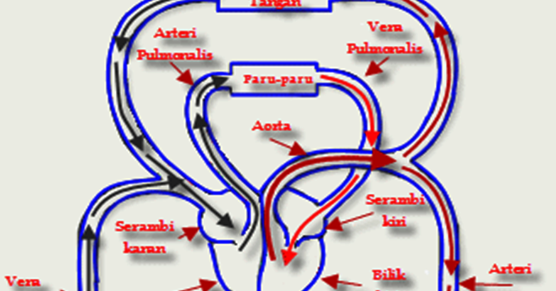 Contoh Butir Soal C1 Sistem Peredaran Darah