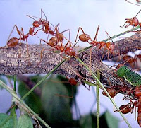 Gambar semut bekerjasama mencari makanan
