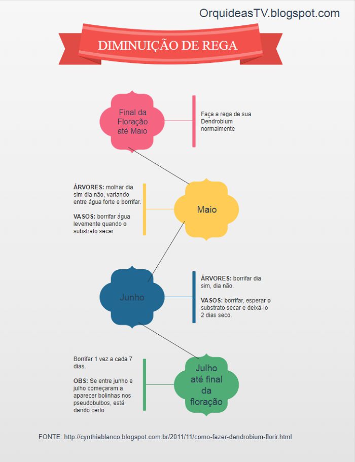 Infográfico - como fazer a dendrobium florir Infográfico - como fazer a dendrobium florir