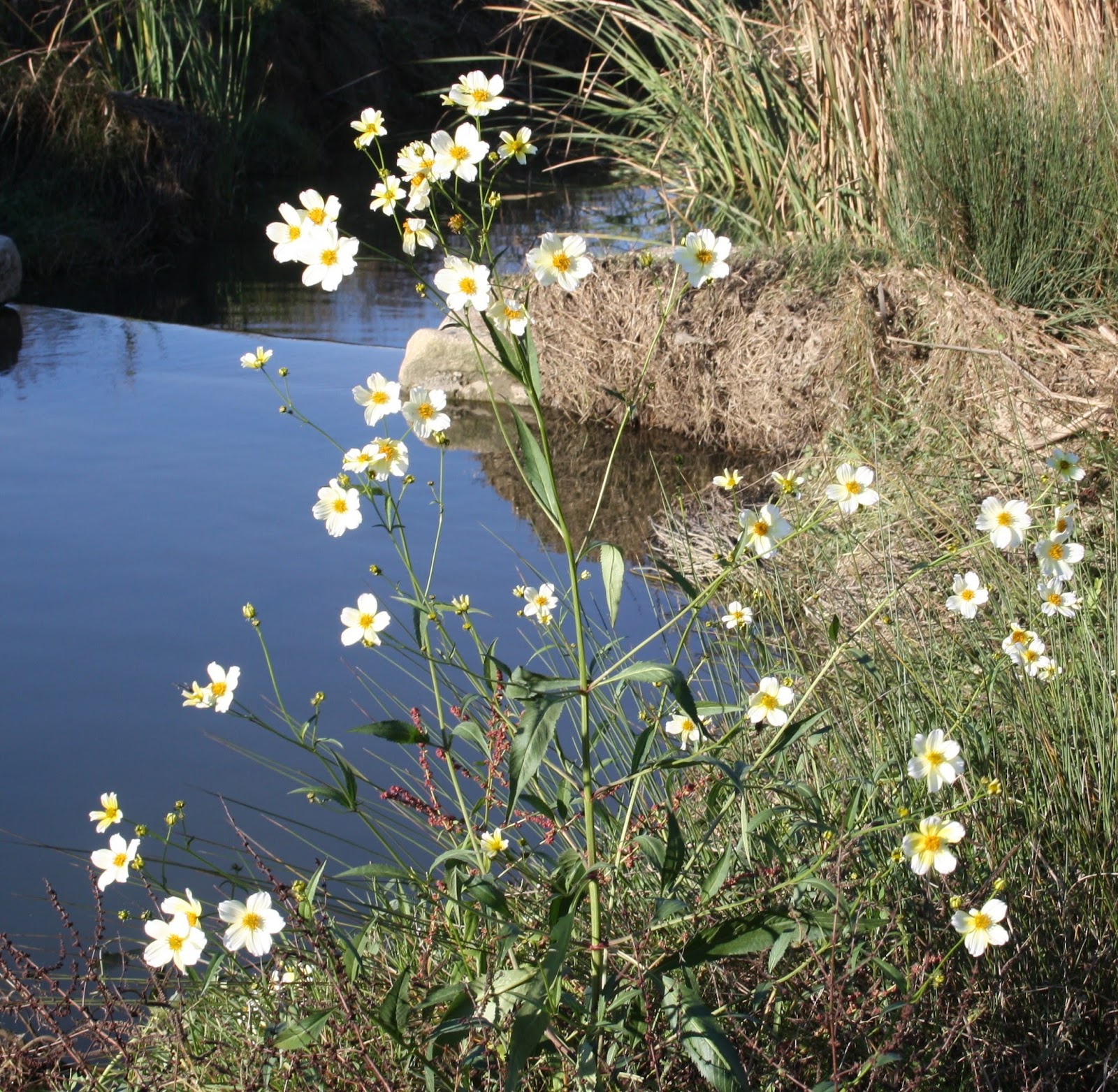 Plantas: Beleza e Diversidade: Chá-de-Espanha (Bidens aurea)